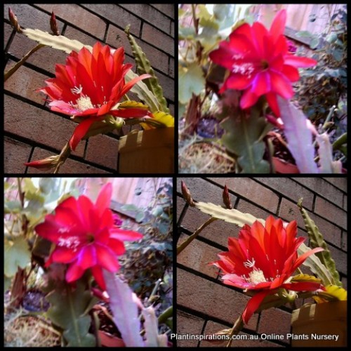 Red Orchid Cactus x 1 Plant Hanging Basket Flowering Pot Succulents Balcony Shade Outdoor Indoor Garden Plants Epiphyllum Epiphyte Disocactus ackermannii